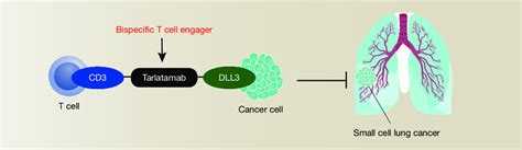 Mechanism of tarlatamab-mediated tumor suppression in SCLC. Tarlatamab,... | Download Scientific ...