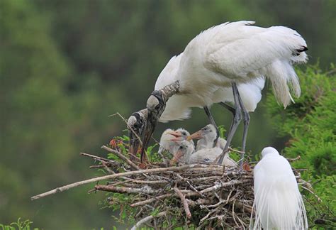 Wood Stork Nesting Habits - Avian Report