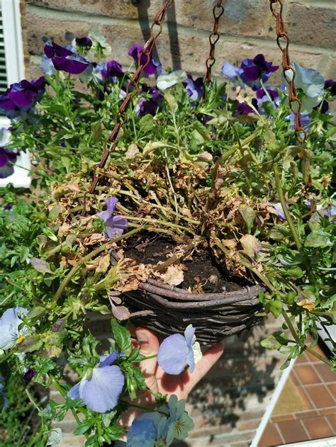 Pansy disease? in the Ask a Question forum - Garden.org