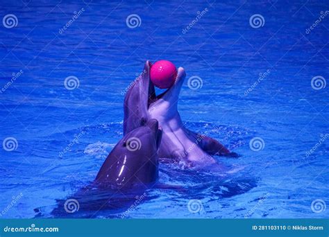 Two Dolphins Playing with a Red Ball Stock Photo - Image of swimming ...