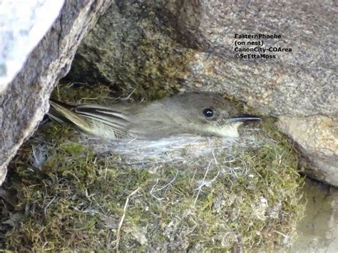 Eastern Phoebe on nest in Canon City area