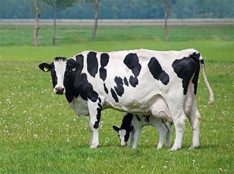 Top 10 World Class Most Popular Dairy Cattle Breeds | Vaches et veaux, Animaux, Bétail