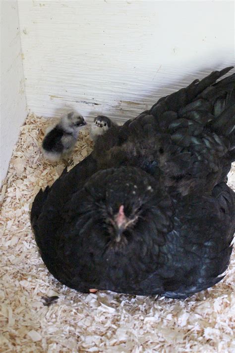 Hatching Eggs with My Broody Hen | Dans le Lakehouse