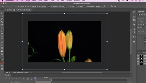 How to Make a Blooming Flower Time-Lapse: A Beginner's Guide