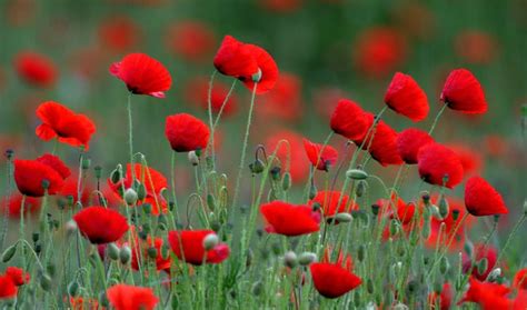 La amapola, características y propiedades Cortijuelo de San Benito