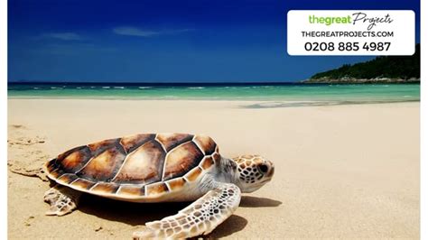 Sea Turtle Conservation Projects | The Great Projects