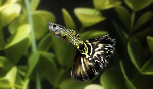 Guppy Fish Care Guide - Guppy Aquarium