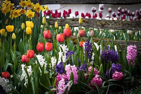 Tulip Garden Photograph by Henry Lingat