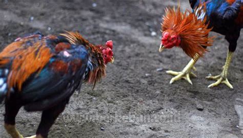 Ayam Bangkok Aduan, Cara Merawatnya (Agar Tangguh)