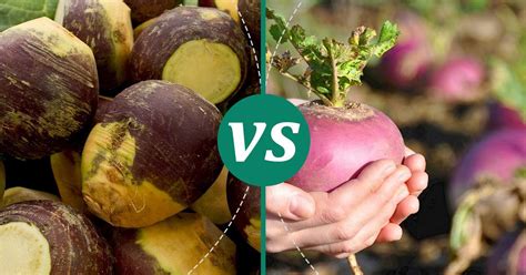 Turnip vs Rutabaga: Health Insights