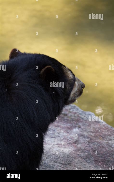 Bear cub nose hi-res stock photography and images - Alamy