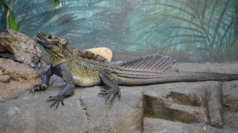 Philippine sailfin lizard by lonewolf6738