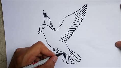 How to Draw a Dove Easy Outline Drawing for Beginners Step by Step ...