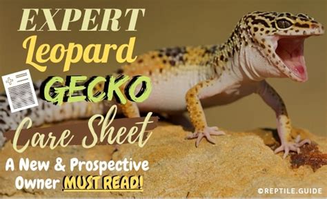 Leopard Gecko Care Sheet: Your One Stop Know It All Guide (Must Read!)