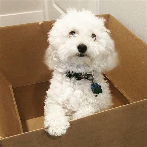 Bichon Poodle Mix - Truth About Poochon Dogs