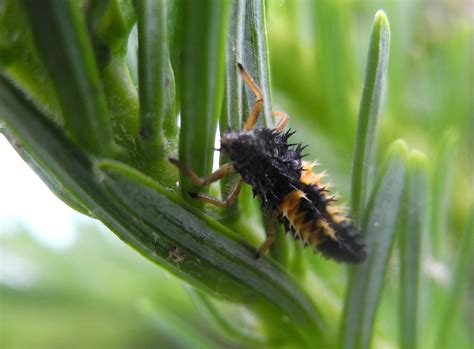 Ladybug | Tree Integrated Pest Management