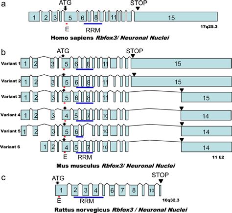 Schematic representation of Rbfox3/NeuN gene structure. Exons are ...