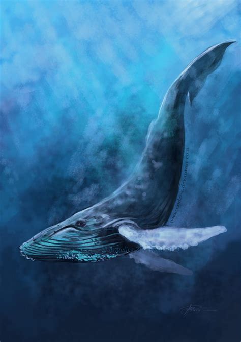 Humpback Whale by endzi-z on DeviantArt