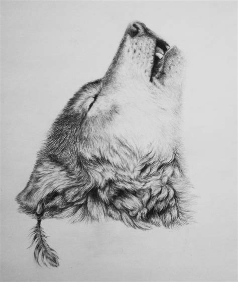 Wolf Pencil Sketch at PaintingValley.com | Explore collection of Wolf ...