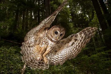 Spotted Owl Facts | Anatomy, Diet, Habitat, Behavior - Animals Time