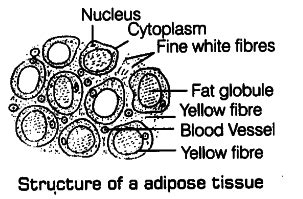 Describe the structure of adipose tissue briefly with the help of ...