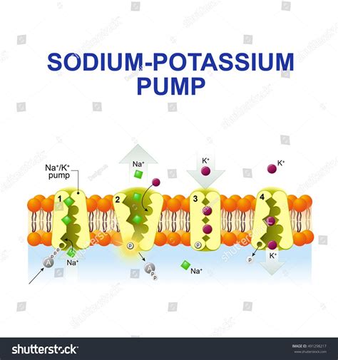 sodium-potassium pump. After binding ATP, the pump binds 3 ions sodium. ATP is hydrolyzed. the ...