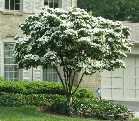 Cornus kousa 'Milky Way' | Japanese Dogwood - Leafland Limited | Best ...