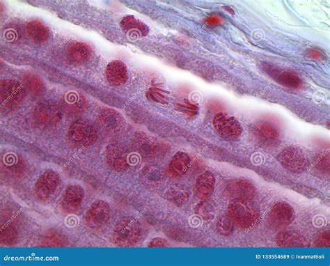 Anaphase Under Microscope