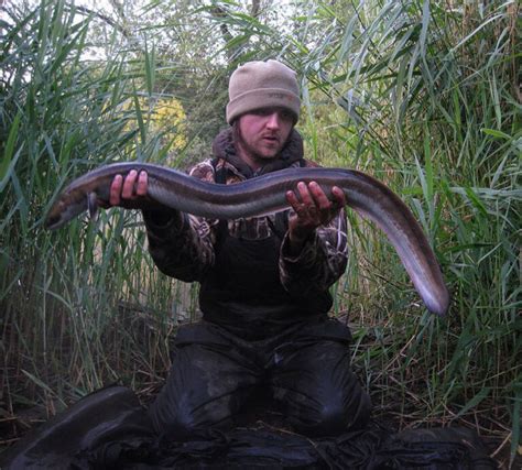 Eel Fish - How to Catch Eels - UK Guide | BadAngling