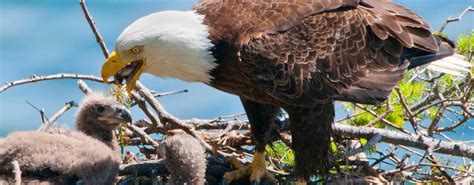 Ohio Is Searching For All Its Bald Eagle Nests (And You Can Help) | WKSU