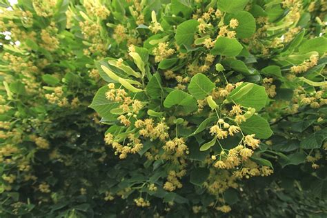 Trees, Plants, Flowers: Flowering Lime Tree