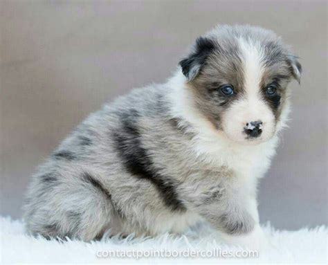 Blue Merle Tri Border Collie Puppy, 4 weeks old. | Collie puppies, Border collie, Border collie ...