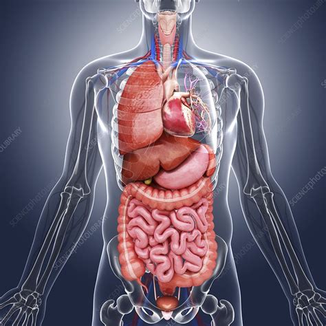 Human internal organs, artwork - Stock Image - F008/7756 - Science Photo Library