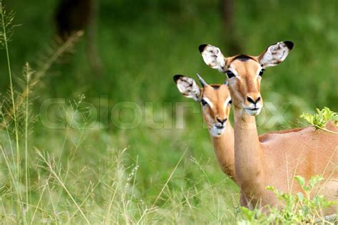 African Impala | Stock image | Colourbox