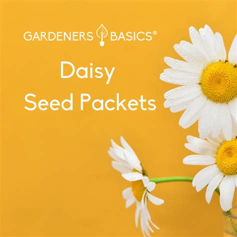 Daisy Seeds For Planting Add a Touch of Cheerful Beauty to Your Garden ...