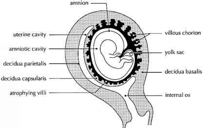 Amniotic Sac Anatomy