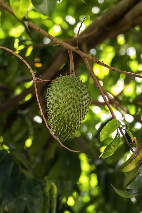 Health Benefits Of Soursop Leaves - Health Benefited