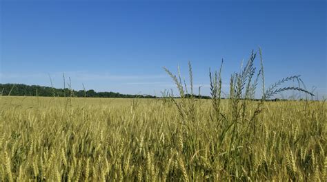 Post-Emergence Control of Italian Ryegrass | NC State Extension