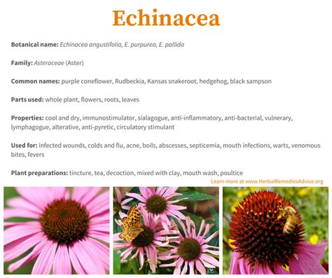 Echinacea Benefits