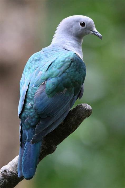 Birds in Thailand: Green imperial Pigeon