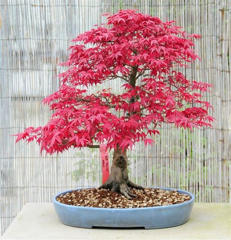 Japanese Red Maple Tree Seeds, Bonsai Rare Home Garden Maple Tree Seed UK Stock | eBay