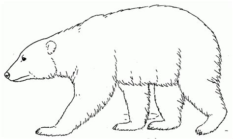 Polar Bear Printable Coloring Pages