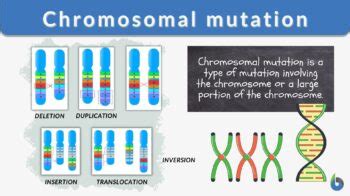 Chromosomal Mutation - Biology Simple