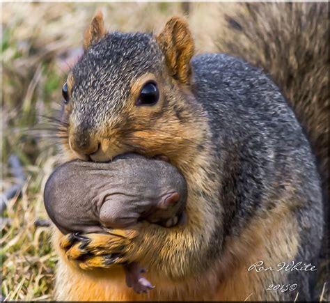 squirrel carrying baby : r/aww