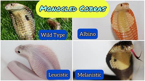 Monocled Cobra Morphs