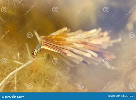 Caddisfly Larvae Royalty-Free Stock Image | CartoonDealer.com #54040180