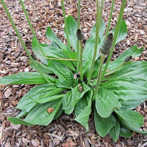 Ribwort plantain, English plantain Seeds (Plantago lanceolata)