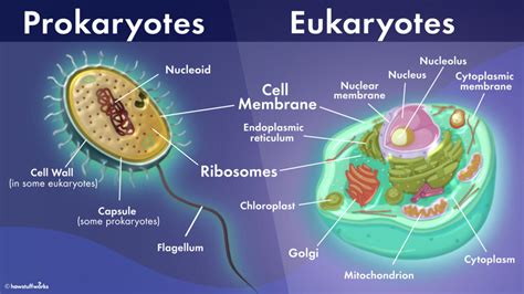 What's the Difference Between Prokaryotic and Eukaryotic Cells? | HowStuffWorks