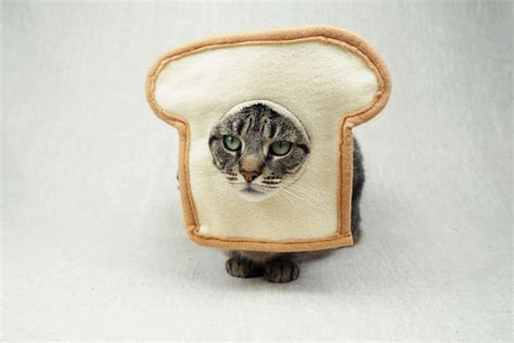 Bread Cat Costume for Cats - Etsy