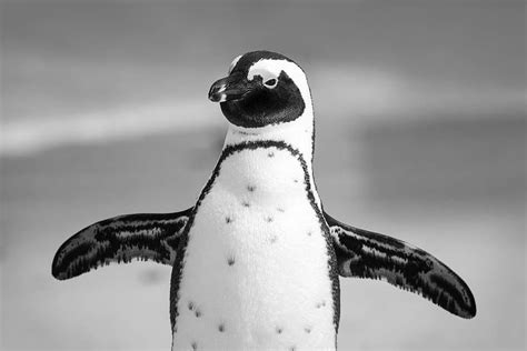 HD wallpaper: Adelie-penguin, flock of penguins, antarctica, animals | Wallpaper Flare